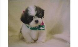 Pretty Little Pups; Designer Pup:-(Bichon /Shih Tzu):-Teady Bear; Up To Date Shots And Deworming; Pedigree Papers; Florida Health Certificate; Microchip With Pups ID; Private Breeder;(1) Year Warrantee On Congenital Defects; Free Grooming; Pup's Age Only