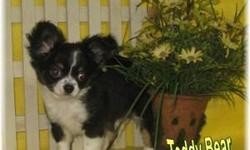 Meet Teddy Bear! He is a Chihuahua Male Long Coated. His colors are Black & White. This little guy is just a handsome as can be. Teddy Bear was born on April 8, 2011. He will pitter patter all over your heart. He is truly a love.We are asking $550.00 for
