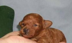Apricot/Red Teddy bear face female. I will take a half down deposit to hold her. She should weigh between 3-6 lbs. She should be ready to go at about 8 weeks of age .She was born on 9/5/10. If you want to hold her please give me a call. Cathy cell