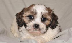 We have a darling litter of teddy bears right now (Shih tzu X Bichon Frise). We have 3 girls and a boy, all red and white, they have been checked by our vet, they have sound knees and hearts. Current vaccinations and wormings. These puppies are family