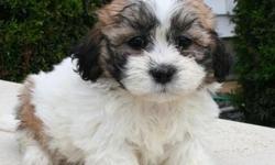 I have 4 Teddy Bear puppies (Shih Tzu and Bichon Frise). 2 females and two males. They are hypoallergenic and very playful. They are great for kids and ready for a new home today. They are up to date on their vaccines and worming and come with a written