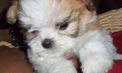TEDDY BEAR PUPPY LOOKING FOR A GREAT HOME!! UTD ON SHOTS AND HAS BEEN DEWORMED.. THIS PUPPY WILL NOT GET BUGGER THAN 8LBS.. PLEASE CONTACT QUISHA @ -- IF INTERESTED