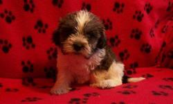 1 Female Teddy Bear (ShihTzu/Bichon)? born on 6-9-11. UTD on shots and comes with a health warranty.
*?* Credit Cards Accepted (Visa/MasterCard????)
** Financing Available (Please Inquire)
** Shipping Available
For More Info
Call/Text: 262-994-3007??
