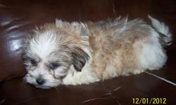 THESE PUPS ARE SHED FREE AND HYPOALLERGENIC THEY ARE 9WKS OLD 3MALES AND 2 FEMALE&nbsp;