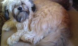 Charlie is a beautiful male shichon, very smart and loving. I have not had any health problems with him that would point to bad breeding.
The teddy bear dog is really a mix of Shih Tzu, meaning ?The Lion Dog? within Chinese and Bichon Frise, which means a