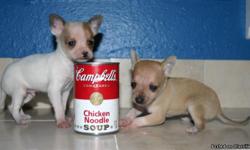 Teacup Chihuahua Pups! ADORABLE!! Terrific tempermants!! Very relaxed and laid back. Will be itty bitty! Parents where 3.0 lbs and 3.5 lbs. Crate-trained, paper-trained, dewormed and up to date on shots. Get along great with kids and other pets. Come with