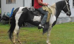 a black and white tennesse walker he is gentle.. loves kids.. great around other horses he is a great racking horse, also a great trail horse any questions just call and ask for melissa