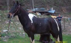 6 year old gelding ,tri-color , beautiful head and tail set for showing. He is a show winner. very gentle and smart lady ridden.