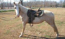 I have a nice 3 yr old Tennessee walker mare 15.3 hands nice gait will go anywhere you point her . been ridden on trails , she will stretch out or park out for you which ever. Stands for farrier good with other horses.
call 513-658-0336