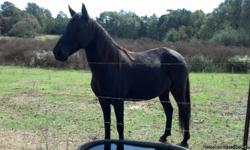 Beautiful, black Tennessee walking horse mare. She is 6 or 7 years old. She is broke to ride. She stands for the farrier, ties, bathes, and loads very easily. She has good ground manners. She is up to date on all shots and worming.