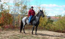 Beautiful 11 yr old Blue Roan Tennessee Walking Horse for sale.
Gelding
apx. 5.2 hands
Great trail horse, camps, pickets & portable corrals. ties, loads.
Crosses water, bridges etc.
Stands nice for farrier, trimming, bathing and spraying
Easy keeper
Has