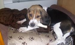 Playful, sweet puppy. Adorable...a real Snoopy! Is 5 months old. Comes Fully Vaccinated, with ACA Registration, Health Cert/Medical Records, dew claws removed and Microchipped. He is a 13" Beagle. Potty trained and is socialized with children and other