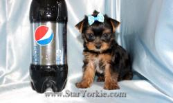 &nbsp;
Yorkshire terriers, Maltese, Pomeranian, Havanese, Cavalier, Morkie, Yorkiepoo, Maltipoo, Malshi, Maltipom and More...
&nbsp;
Congratulations ? you have found the best place in the country to get your new teacup puppy.
&nbsp;
The Star Yorkie Kennel