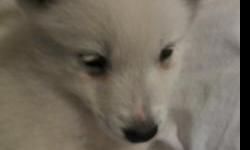 WE HAVE JUST 3 BABYS SAMOYED HUSKYS LEFT OUT OF 8 ALL THE GIRLS ARE GONE ONE OF OUR BOYS HAVE GOT BABY BLUE EYES HE IS A TRIP HE LOVES TO PLAY AND BITE YOUR FEET THE OTHER HAVE BLACK EYES AFTER HIS DADDY HE IS A DOLL BABY TO AND NUMBER 3 HE IS A LITTLE