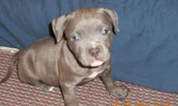 Beautiful Bully Pups All Blue Nose Blue Eyes Blue Coats! I have a couple Blue Brindles
Tons of Drive! Raised with Children, very stable. Males and Females Available. All Shots and Wormed, pups have been fed the best diet available all very healthy and