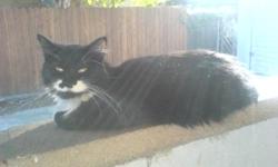 This cat's name is Princess, a black and white cat. She's about 2 years old. She has been spayed. She doesn't get along with other cats or kids. It would be best if she's the only cat in the house. She's is both indoor and outdoor cat, so you don't have