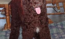 This is Monkey. She is a Standard Poodle, born on May 21, 2012. She is a dark chocolate with just a splash of white on her. She is up to date on shots including rabies, housebroke, and spade. Monkey currently is 45 pounds and should mature to around 55