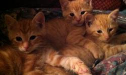 Three 6 week old orange and white kittens. They are very people-oriented, and have great personalities!