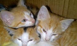 Two yellow tabby boys and calico girl need a home, great with dogs and small kids. Great personalties
and very loveable.call Peggy at 850) 692-3744