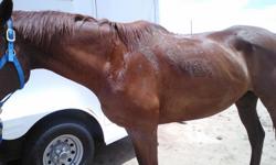 I have a rideable throughbred horse for sale if interested contact me I got him because someone abdondoned him and he was very thin I have put some weight now on him he is a great horse just dont have time he deserves because I am in school to become a