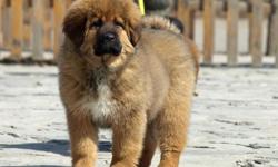 Lion Heard Tibetan Mastiff Puppies They are very outstanding and socialize they are Registered/registerable, Current vaccinations, Veterinarian examination, Health certificate, Health guarantee, Pedigree, Travel crate