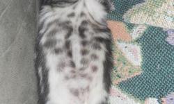 TICA bengal kittens. Born june 2012 and ready to go! Home raised and very friendly, vac. and dewormed.--