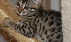 Gorgeous Bengal kitten for sale, Great personalities. High energy and smart. Very lovable. Female 4months old. Vet checked and first set of shots. Very healthy. Get more beautiful by the day. TICA registered. 1st vaccines and deworming.