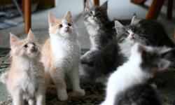 Maine Coon Kittens Price 500 For Sale In San Diego California Best Pets Online