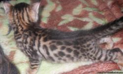 TICA registered Bengal kittens, This kittens are beautiful and loving.They are rossetted and marble colors.They will have there first shots and dewormed.We have both parents.Call --