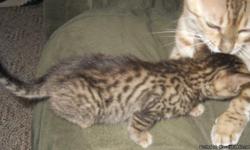 TICA registered Bengal kittens. 8 weeks old and ready for new homes. There is marbled and rossetted. Males and females. Shots and dewormed. $450 with full breeding rights. Call --