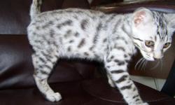 Cuddles is a rare silver TICA registered Bengal Kitten. He loves attention is neutered , up to date on shots, and wormings. We are going to be bringing a kitten to Boston on July 4th and can transport him free. Lovely kitten :) Currently he is 13 weeks