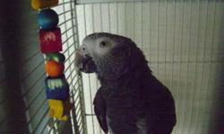 Timneh African Grey needs new home.He comes with cage