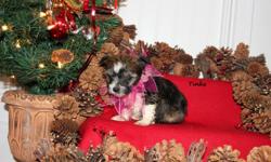 TINKS is an adorable little Chinese Crested Powder Puff female that was born November 1, 2012. Black sable and white markings. She is current on shots and dewormed with a written health guarantee. CKC Registered. We have started puppy pad training, and