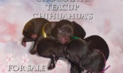 One female/ Two males long coat, gorgeous chocolate with some fawn markings. Adult weight charting to be 2.5-3 pounds. Parents from out of state; both long coats and under 3 pounds. Mother was winner of smallest dog in show. Puppies born 8/29/2011. The