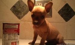 Very handsome little boy Chihuahua puppy. Cinammon brown. Apple head. Dad is 3.5 lbs and mom is 6 lbs. He will be less than 5 lbs full grown. Loves kids. Good with other dogs. Up to date on shots, dewormed, crate-trained and paper-trained. Comes with shot