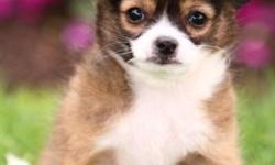 We are a small scale hobby breeder, specializing in breeding and selling pet-quality short and long coat Chihuahua's.We sell our own CKC-registered puppies.Our puppies are hand raised in our&nbsp; home along side our children and other pets which makes