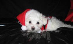 My Maltese have the hard-to-find baby doll faces, and unbelievable personalities! They are IDEAL for children! They love to play with their toys, sit on your lap, or go for car rides. I have spent a lot of time with these puppies it will be hard to let