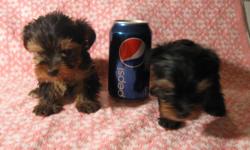 BEAUTIFUL LITTLE CKC FEMALE YORKIES 4 TO CHOOSE FROM WILL BE UPTO DATE ON SHOTS & WORMINGS BEFORE GOING TO THEIR LOVING HOMES. DOING WELL ON PAPER TRAINING EATING GOOD WILL BE READY IN 2 WEEKS. BORN 1/7/20011 ONLY SELLING 3. TAKING DEPOSITS CALL