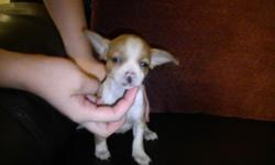 Apple Head Chihuahua Pup, 9 weeks old, Male, Sales Price $225, Gilbert Area, (979)260-2222 leave a
Message, I will get back to you real soon!!!