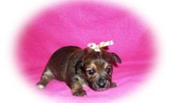 Beautiful female Chorkie puppy !&nbsp; She will be ready to leave January 4th.&nbsp; $250.&nbsp; A $100 deposit will hold her with the balance paid at pick up.&nbsp; She comes with her health records and first vaccination.&nbsp; She should be 5-6 lbs full