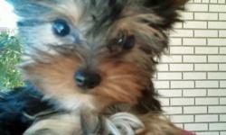 Female Yorkie Puppy for Sale
Born Nov 8th
She will be small, mom and dad both weigh 4 to 4.5 pounds.