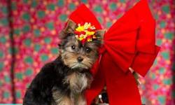 Beautiful little Yorkie, DOB 9-1-12, current weight 2 lbs 4 oz. charted adult weight is 4-4 1/2 lbs grown.&nbsp; She is registered and up to date on her shots and wormings.&nbsp; She is very happy and healthy.
She has beautiful hair coat, short little