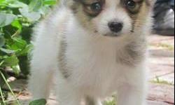We have three little boys available. Check out www.cryercreekkennel.com to see the most gorgeous pups around.They were born March 10, 2011 are APRI registered, will be up to date on shots, dewormed and thoroughly socialized. Papillons are known as