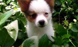 Check out http://www.cryercreekkennel.com and see Tiny little Bandit and his brothers. He is a Papillon, meaning he will be totally loyal to his family. He will be a perfect lap dog because of his tiny size and love to snuggle. Papillon's are know as