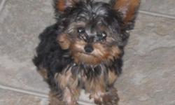 tiny little yorkies ckc regestered 1st shots worming up to date mom&dad on sight will weigh about 2.5to 3.5 pounds ready to go to new home 9weeks old call 336-852-4240