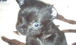 I have a solid black Malchi, Maltese and Long haired Chi, won't be more than five lbs, this little guy is tiny. He is solid back with a little go-tee under his chin. Very loving and affectionate, potty trained and socialized. He will be ready to go at the