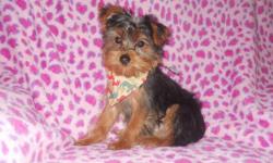 Small beautiful Pure Breed Yorkshire Terrier Male puppy for Sale. Puppy was Born on 11/5/2010, 3 other puppies from the litter have already gone to their new homes, so he won?t last long. Have both mom and dad, both mom and dad are APRI certified, Mom is