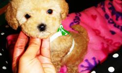 Maltipoo's, fluffy tiny puppies. Very sweet and intelligent. Love to cuddle and play. Have good temperament and great disposition. Current in their vaccinations & dewormings, plus health guarantee. These pups are non-shedding & hypo-allergenic so they're