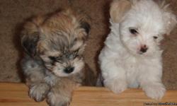 Tiny, micro Morkie puppies for sale in Dodgeville. 3 female weighing under 2lbs at nearly 12 weeks. Adult weight will be between 3-5lbs. Mother and Father on site, weighing in at 4.5lbs and 3.1lbs respectively. Bill of health from vet, and current with