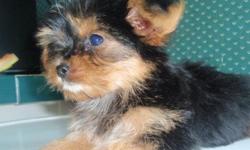 tiny maltese yorkies. the were born on may 8. they have 2 sets of shots and dewormed. right now thy weigh 1 1/2 pounds. the mom is half yorkie and half maltese. and she weighs 6 pounds. the dad is a yorkie and he weighs 3 pounds. the puppies are ready to